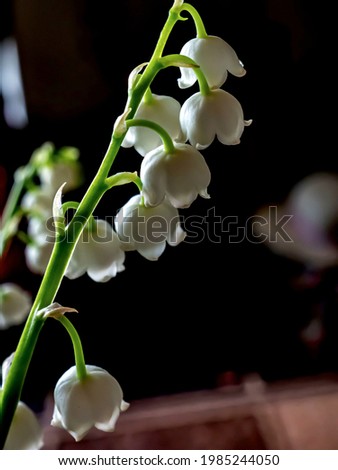 fresh blooming lilies of the valley on a dark background, macro, narrow focus area