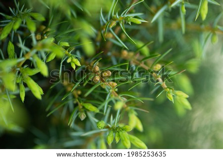 Branches Of Juniperus Communis With Young Female Cones Grow In Spring Garden Close Up. Royalty-Free Stock Photo #1985253635