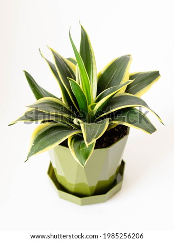 A closeup portrait of sansevieria trifasciata ‘Black Gold’ plant with new sprout in a cute green pot against isolated white background.