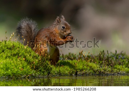 Beautiful Eurasian red squirrel (Sciurus vulgaris) eating a nut on the waterfront in the forest of the Netherlands.                                