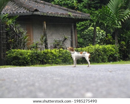 A cute puppy on the road alone.