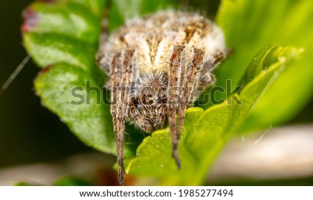 Close-up of a spider on a green leaf. Macro