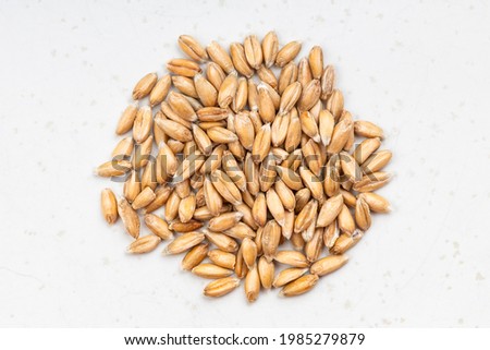 top view of pile of spelt wheat grains close up on gray ceramic plate Royalty-Free Stock Photo #1985279879
