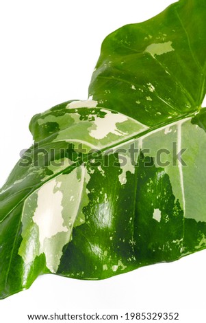 Close up of Alocasia leaf on white background