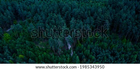 Dark gloomy forest aerial photography, top view. Dark forest, night view. Nature at night. Forest dark landscape. 