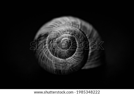 snail shell on the black background, macro still life