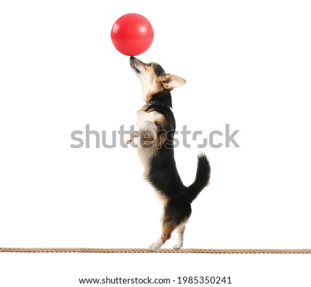 Circus dog with ball walking on a wire against white background