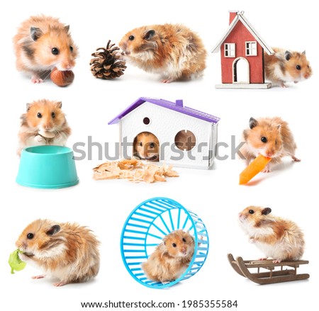 Set of funny hamster on white background