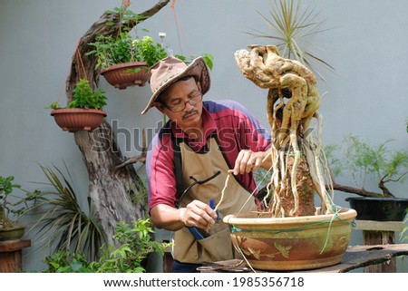 Gardener wearing hat and face mask  with bougainville tree and material for making a bonsai transplant