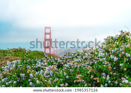 Golden Gate Bridge photographed from under purple flowering shrubs on the waterfront, San Francisco