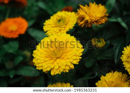 Calendula officinalis, medicinal plant native to the Mediterranean with its yellow flower