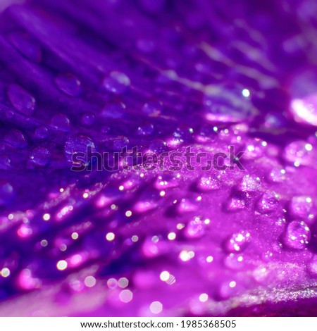Pattern made of gladiolus petal of wet flower with many water droplets on it on bright sunlight 