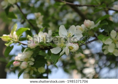 white flowers of blooming apple tree close-up, floral background.