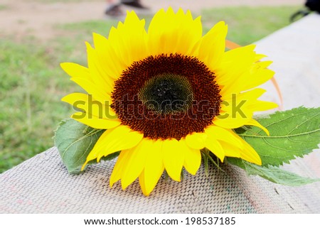 Single sunflower is lying on the grass