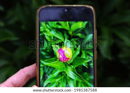 Shooting a peony flower on a smartphone camera, close-up