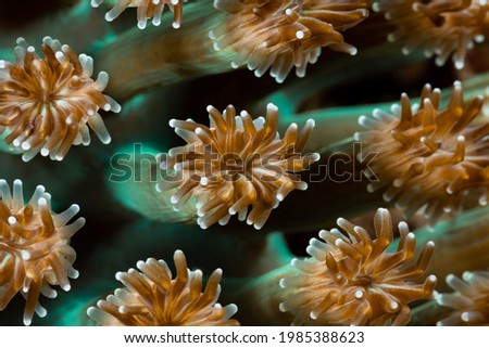 Hard Coral Pattern, Lembeh Island, Indonesia Royalty-Free Stock Photo #1985388623
