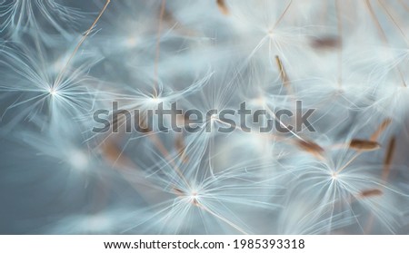 Dandelion seeds close-up abstract natural background Royalty-Free Stock Photo #1985393318