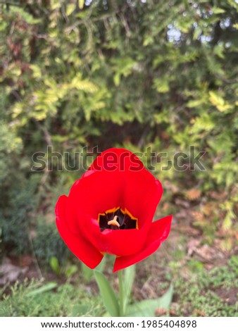 red tulip on the background of spruce