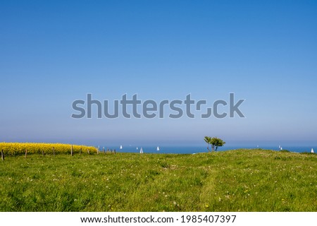 Steep coast on the Baltic Sea near Bülk on the Kiel Fjord during the rape blossom