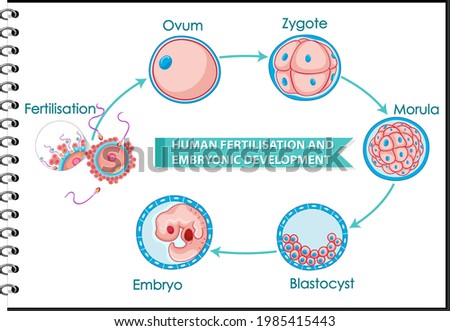Human fertilisation and embryonic development illustration Royalty-Free Stock Photo #1985415443