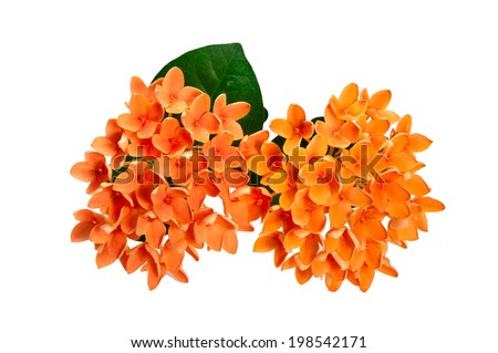 Beautiful of orange Ixora ( Coccinea) flowers on white BG. Royalty-Free Stock Photo #198542171