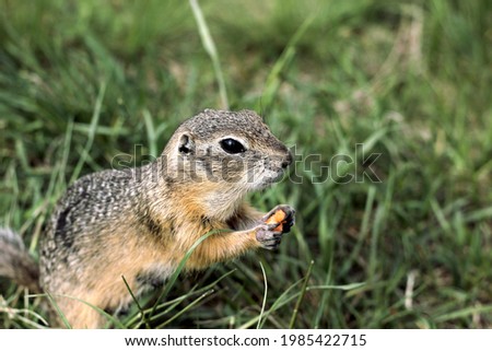 cute gopher eats carrots in the park
