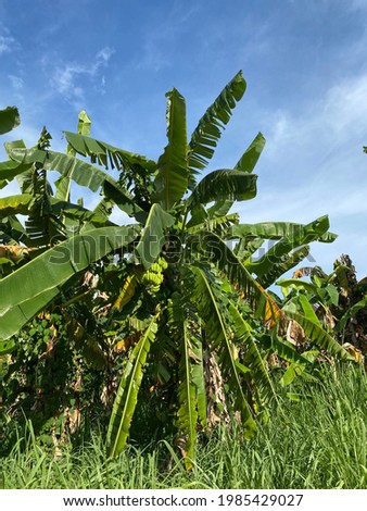 Picture of a banana trees in a hot sunny day with a blue sky in the background.