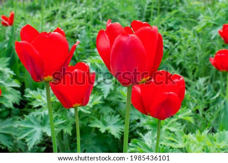 Red tulips on a flower bed in the garden close-up. Floral background.