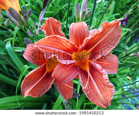 Orange lotus flowers with a yellow center on a background of green leaves and grass, photo taken in daylight, top view.
