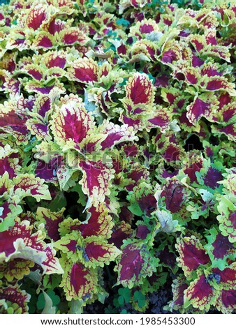 Green and red Coleus shrubs