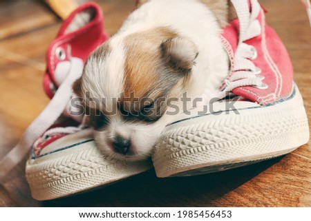 Cute of white chihuahua dog pet animal and sneakers