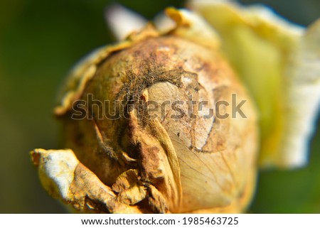 Withered rose flowers and leaves.