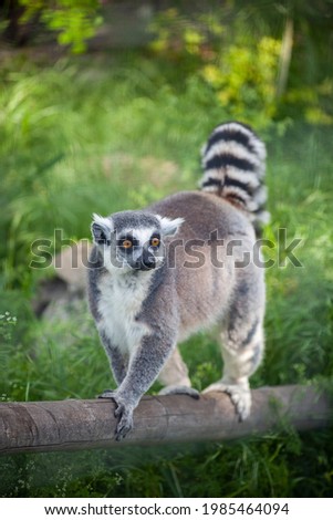 Lemur stands in the grass