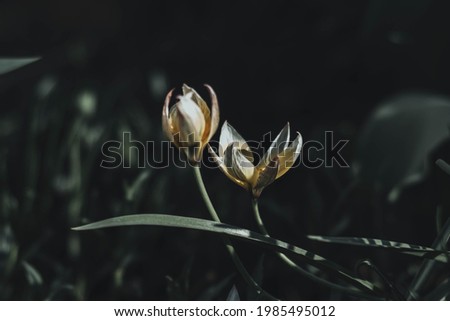 lotus-like flowers against a background of muted dark green light