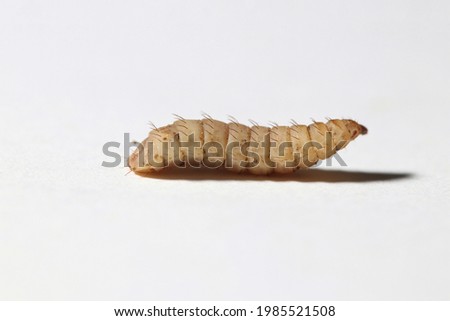 Larvas de mosca de soldado negro aisladas en fondo blanco (gusanos Phoenix) Royalty-Free Stock Photo #1985521508