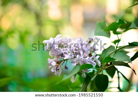 a twig of gray lilac is very beautiful