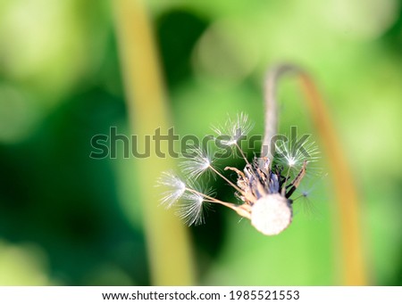 dandelion flower faded on a background of green grass