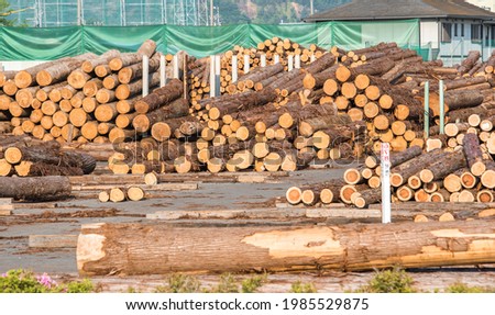 A large pile of cut logs to be transported to an industrial sawmill.