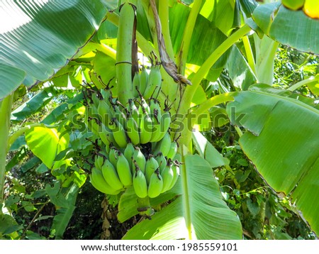 Bunch of green banana fruit tree with banana leaf.