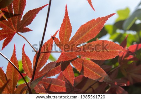 Branch with red maple leaves in the garden. Best picture of maple leaves with a blue sky on the background.