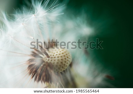 Dandelion close-up on a blurred background