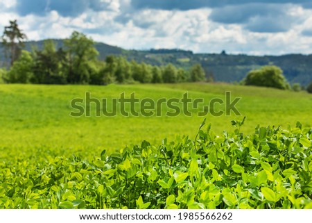 Selective focus clover leave and blue sky. Agricultural landscape in the Czech Republic. Cattle feed. Green clover