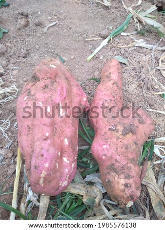 Purple and big sweet potato