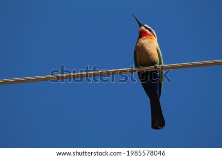 White fronted bee eater perched on a cable.