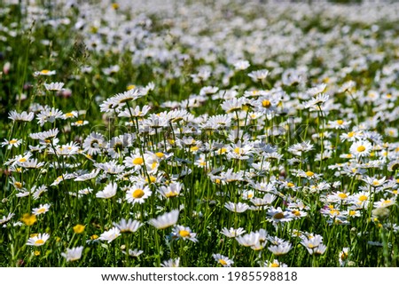 Summer background with rural meadow with wild flowers