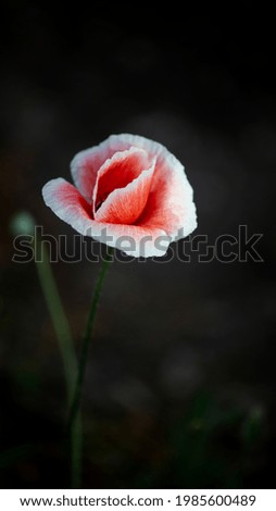 Bright, juicy, Mayflower.A rare decorative poppy color.Poppy bud in all its glory.
