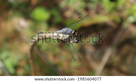Overhead view of a violet dropwing dragonfly sitting on tip of a dry stick