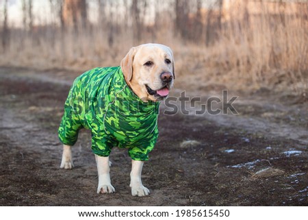 Cute golden labrador dog in green khaki raincoat standing on the dirty ground in a field and looking aside