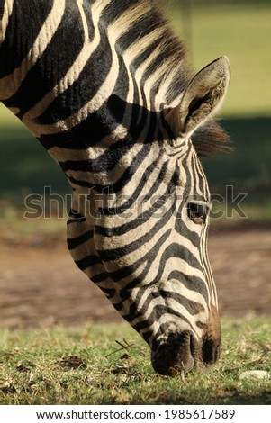 Close up picture of a Zebra face.