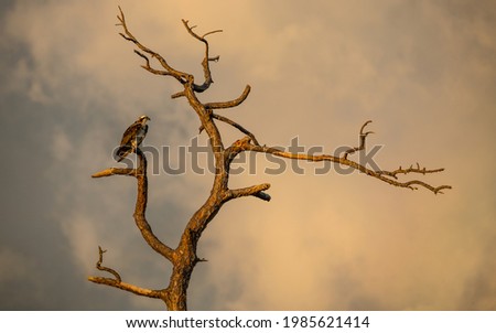 Eagle sitting on a leafless tree, looking ahead majestically. Florida wildlife birds. Dry Pine tree. Animals and Nature photographer. Art Photo for travel agency, postcard or book illustration. 